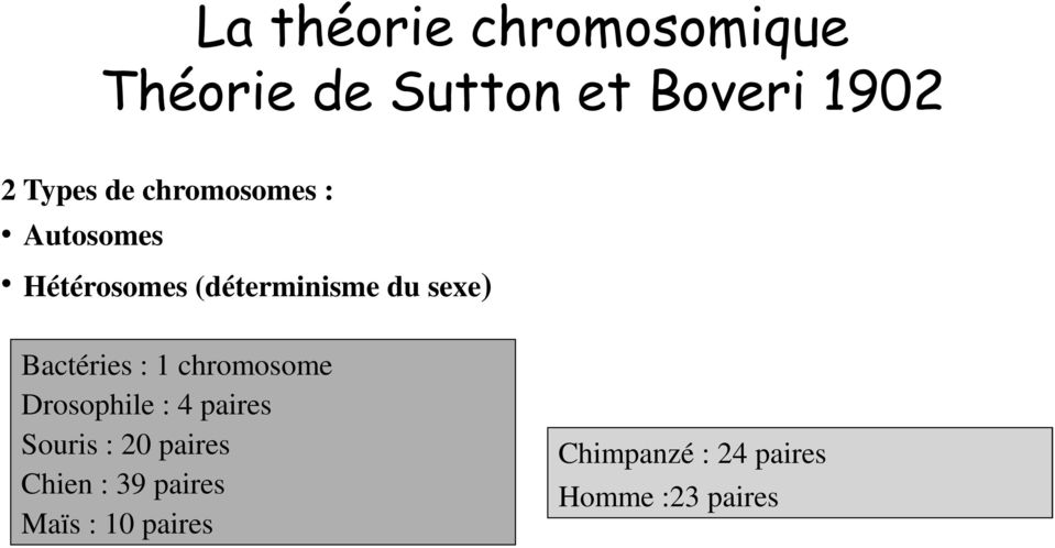 Bactéries : 1 chromosome Drosophile : 4 paires Souris : 20 paires