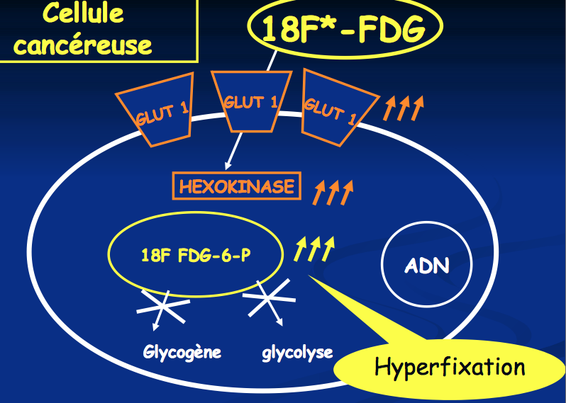 Il entre dans les cellules par des transporteurs de la famille GLUT (1) (comme glucose) Phosphorylation par hexokinase en FDG-6-Phosphate (comme glucose) Après, il ne peut plus être métabolisé