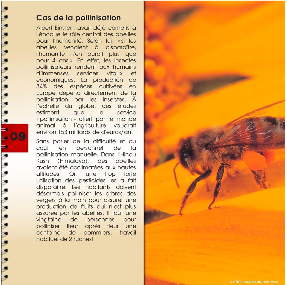 La production de 84% des espèces cultivées en Europe dépend directement de la pollinisation par les insectes.
