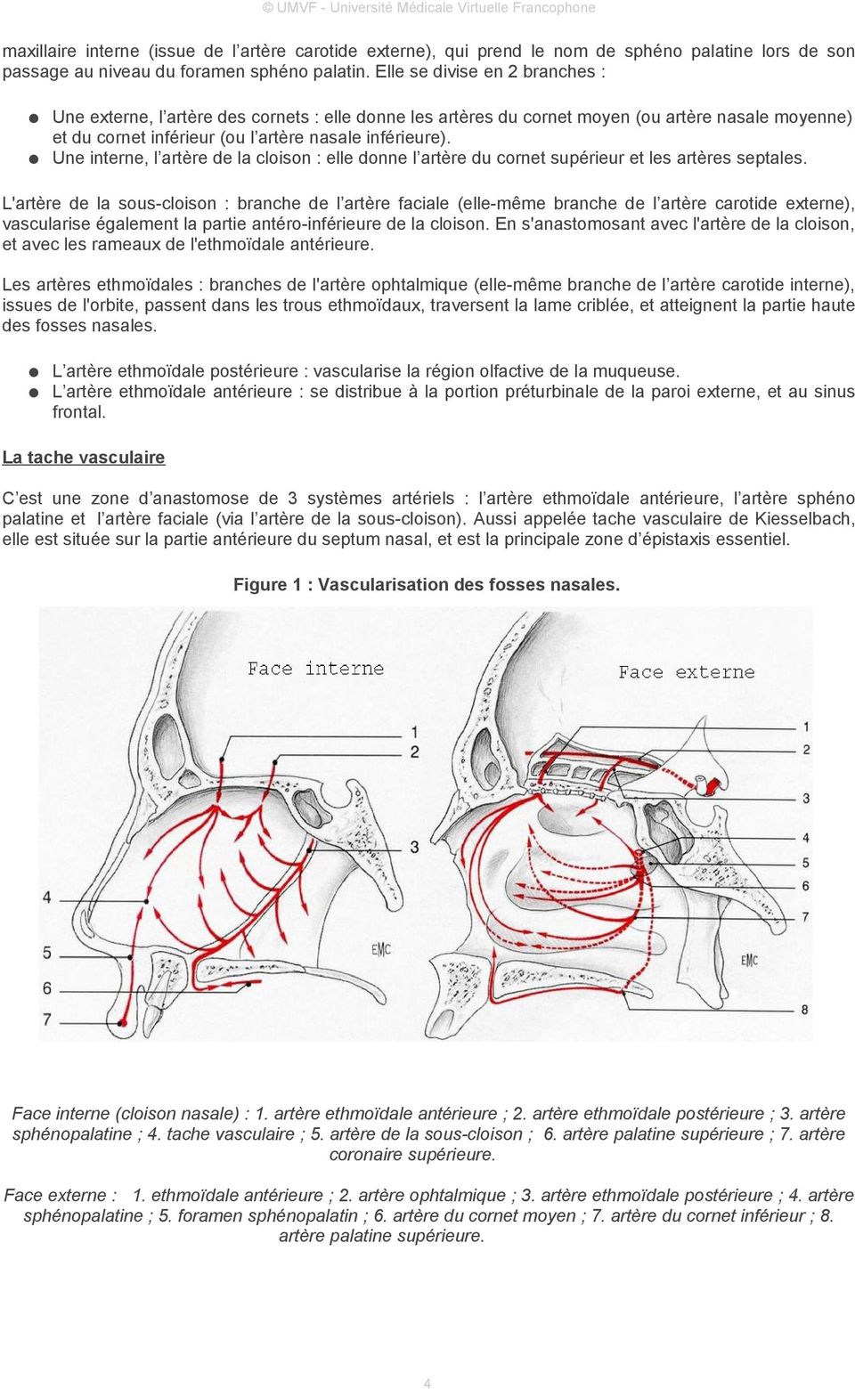 Une interne, l artère de la cloison : elle donne l artère du cornet supérieur et les artères septales.
