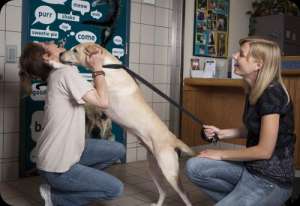 Prenez les huskies de Sibérie. Les chiens qui vivent avec des handicapés, les aveugles, les personnes avec des besoins particuliers.