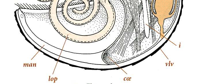 Ligne de croissance Valve brachiale Commissure Pédoncule Caractéristiques physiques Lecointre& Le Guyader, 2001 Coquille *La coquille est constituée de deux valves de tailles inégales dont l une est