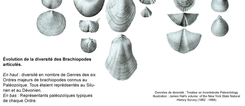 Stratigraphie - Chronologie Fossile stratigraphique Les Brachiopodes ont eu par le passé une vaste répartition géographique avec certaines espèces évoluant rapidement, ce qui permet de dater les
