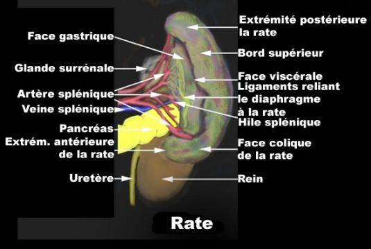 Rappels anatomiques La rate est l organe lymphoïde le plus volumineux de l organisme, située dans l espace sous-phrénique de l hypocondre