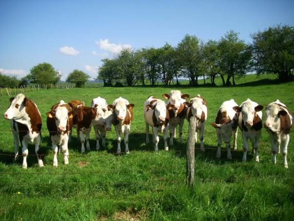 Une demande d intervention dans l élevage de bovin-lait Dans le cadre d un projet de la région Rhône- Alpes, la MSA nous demande de réaliser une intervention ergonomique dans le milieu d