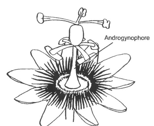 Cas particulier de l insertion des pièces florales sur le réceptacle Gynophore