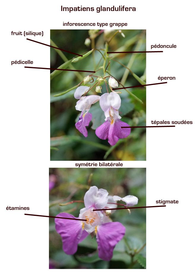 PEDICELLE / PEDONCULE Quelle est la différence? Pédoncule : on utilise en général ce terme pour décrire l entre-noeud qui porte l inflorescence (ou la fleur dans le cas d une fleur unique.