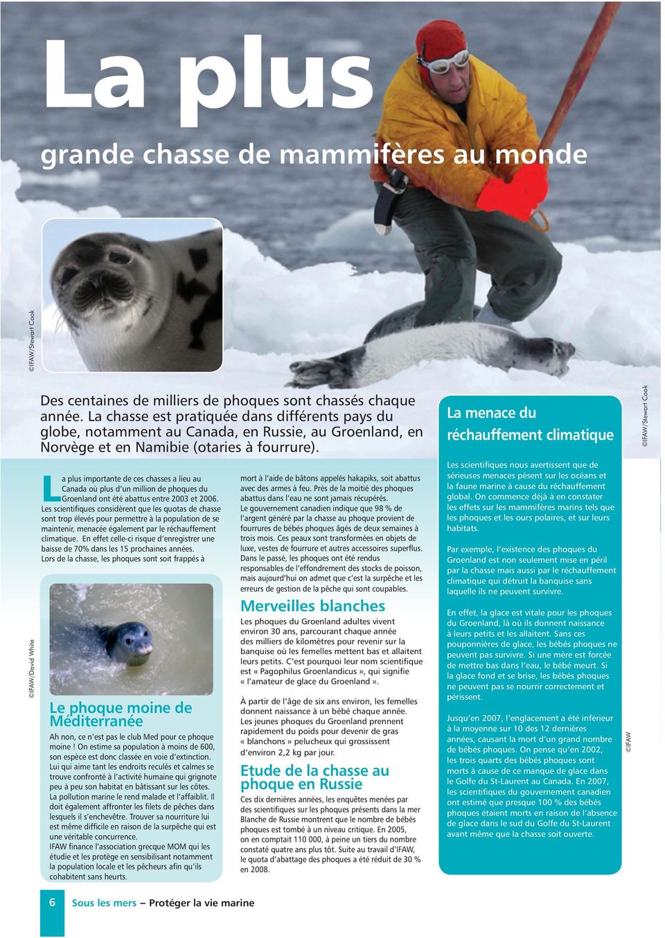 a plus importante de ces chasses a lieu au Canada où plus d un million de phoques du LGroenland ont été abattus entre 2003 et 2006.