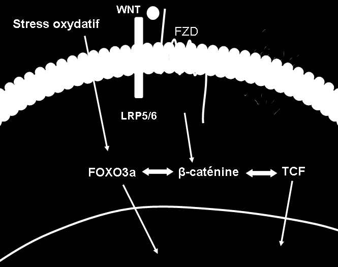 FoxO3a interagit avec β-caténine sous