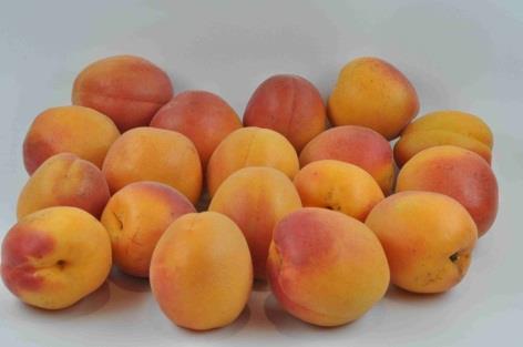 LES OUTILS Influence de la variété sur la qualité gustative des abricots ACIDITE PEAU ODEUR EXTERNE 10 8 ODEUR INTERNE ACIDITE CHAIR AROME GLOBAL