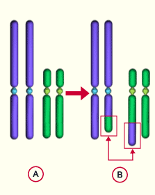 d- Une insertion correspond à une section d un fragment d'un premier chromosome et son Insertion dans un autre chromosome (Figure 2a.
