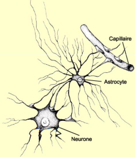 Les astrocytes de type I Cellules gliales qui assurent la transition entre les neurones et les capillaires sanguins : rôle de nutrition des neurones (capables de stocker le glucose car le neurone en
