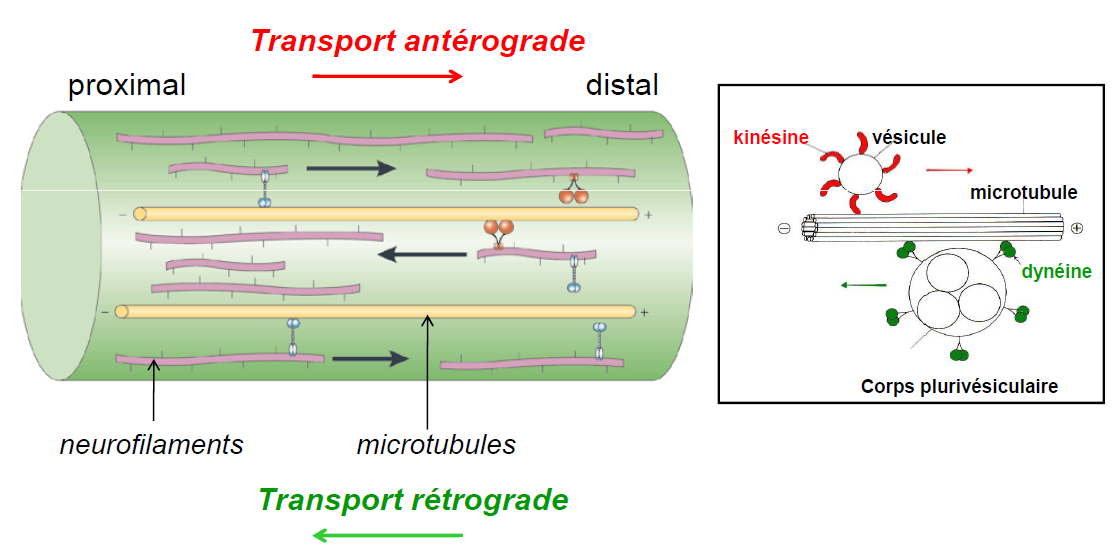 Les transports axonaux Transport antérograde - Flux rapide : transport d éléments nécessaires à la synthèse du neurotransmetteur (synthèse à l extrémité axonale) + quelques mitochondries et vésicules