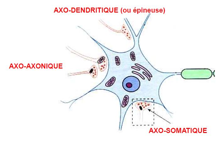 Les synapses Contact soit : - Entre un neurone pré-synaptique et un neurone post-synaptique - Entre un neurone et une cellule musculaire striée (= plaque motrice) Synapses axo-dendritiques (le plus