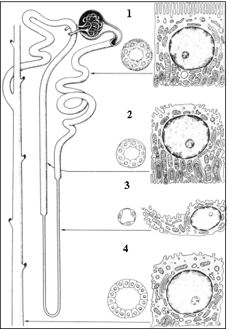 b. Le Tube urinifère (fig.3) : Il fait suite au glomérule et est tapissé d une seule couche de cellules épithéliales s appuyant sur une membrane basale du côté péritubulaire.