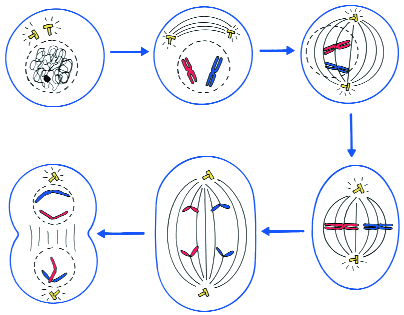 INTERPHASE Centrioles PROPHASE Fuseau PROMETAPHASE Noyau et chromatine Cellule 2N diploïde