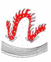 La surface d échange intestinale Valvule spirale Intestin à valvule spirale (Sélaciens)