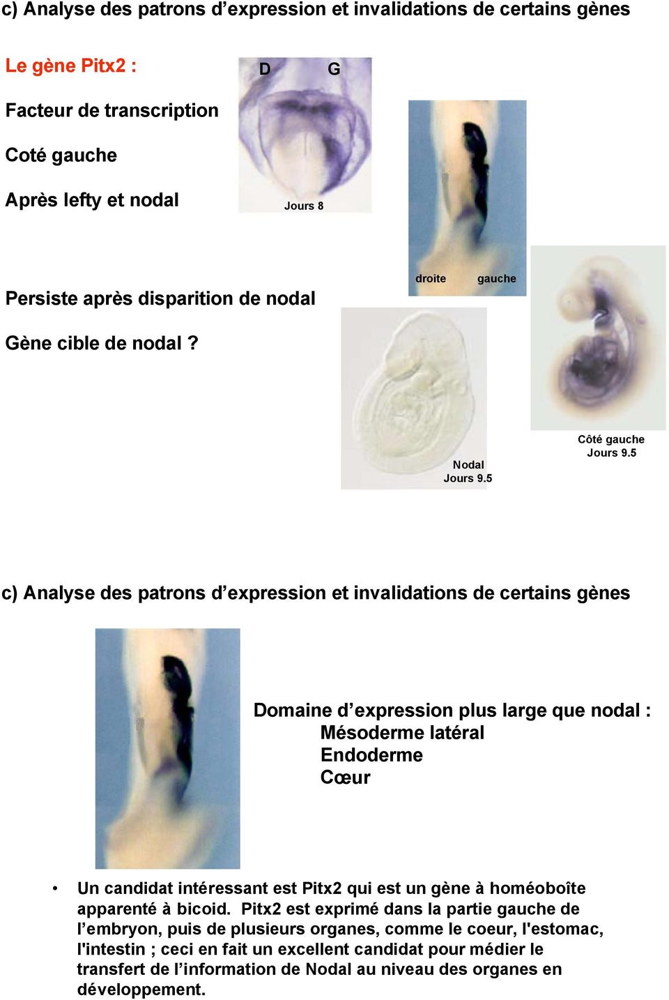 5 c) Analyse des patrons d expression et invalidations de certains gènes Domaine d expression plus large que nodal : Mésoderme latéral Endoderme Cœur Un candidat intéressant est Pitx2