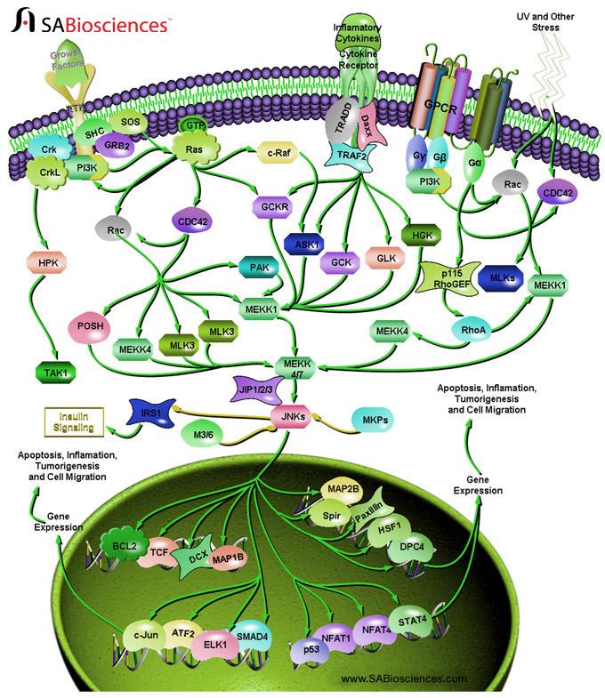 ERO et résistance à l insuline ERO médiateurs cellulaires ERO sont des médiateurs cellulaires qui activent de nombreuses voies sensibles au stress oxydant dommages cellulaires Certaines de ces voies