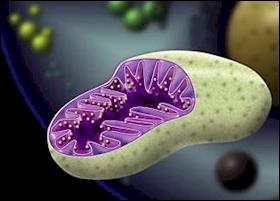 Hypothèse de la mitochondrie La source des ERO semble être la mitochondrie, sous l effet de l hyperglycémie : Si on induit la Mn SOD (mitochondrie) : La voie des polyol n est pas activée,