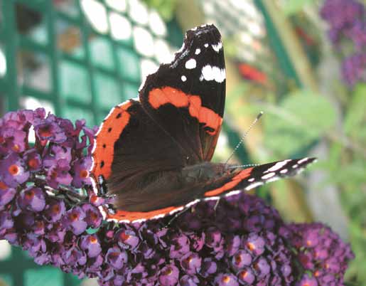 Les Rhopalocères sur l agglomération Vulcain (Vanessa atalanta) Les Rhopalocères sont des papillons qui volent de jour uniquement par temps ensoleillé, essentiellement pendant la belle saison de mai