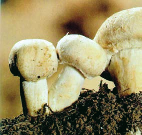 écris le nom de : trois champignons comestibles la girolle la morille le champignon de Paris.