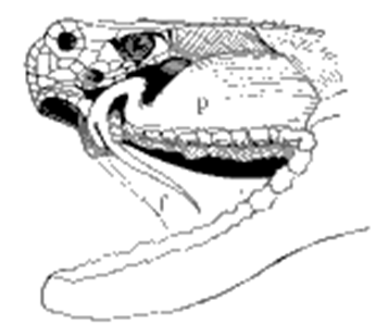II - Les reptiles ébauche d une voûte palatine deux