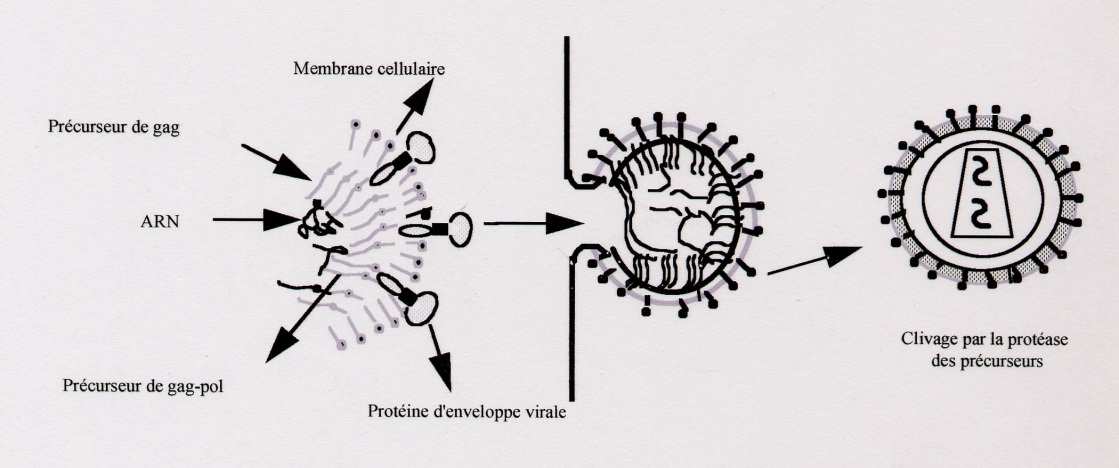 Inhibiteurs de l'assemblage (maturation des protéines) Inhibiteurs de la protéase virale : Inhibition par fixation au
