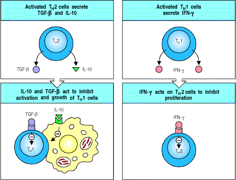 Regulation de la réponse Th1 par Th2 et vice versa Réponse Th1/Th2 et infection naturelle Réponse protectrice = élimination totale du parasite Évènement rare Réponse protectrice partielle Infection