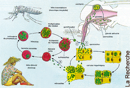 Cycle parasitaire de P. falciparum Réponse Th1 protectrice et paludisme Cycle complexe.