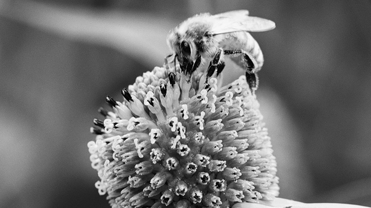 7) Observez la photo ci-contre et répondez aux questions qui s y rapportent a) Comment appelle-t-on la relation qui existe entre l abeille et la fleur? Le mutualisme.