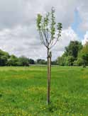 L entretien des arbres Un arbre nécessite un minimum de soin et de taille afin qu il puisse se développer de manière harmonieuse.