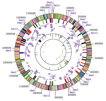 Séquences de chromosome bactérien séquences codantes