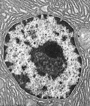 Le noyau des cellules eucaryotes Au microscope photonique Au microscope électronique hétérochromatine euchromatine