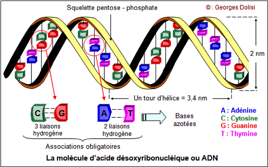 L ADN : rappel Une double hélice formée par : - un axe pentose-phosphate =