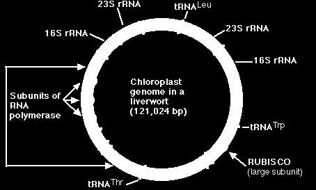 Le génome chloroplastique ADN long de 70 à 200 kb quelques séquences répétées 50 gènes de