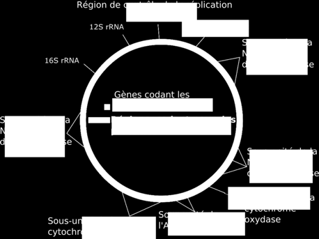 Le génome des mitochondries ADN de taille très variable 13
