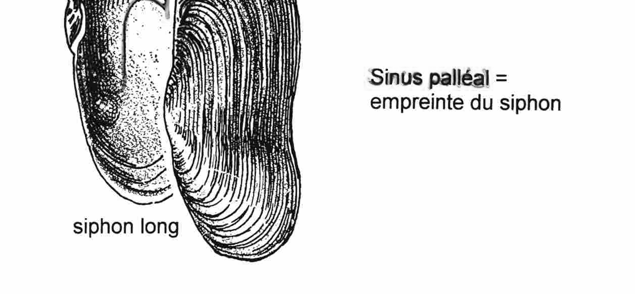 Présence d un sinus palléal = signe la présence d un siphon espèce endobenthique