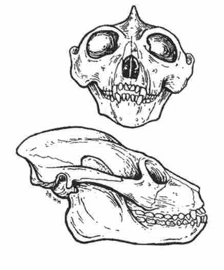 Au début du Cénozoïque (Paléocène + Eocène), des lémuriens et des tarsiers vivaient en Europe Ils disparaissent à la limite Eocène Oligocène.