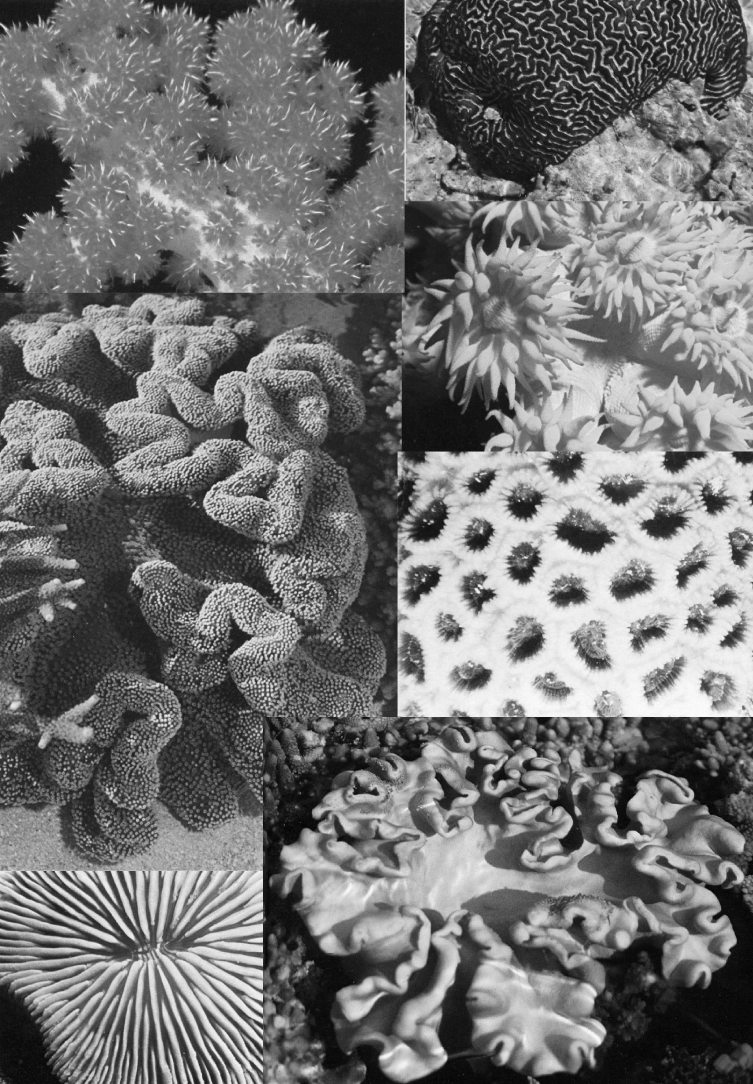 Exemple 3: Des animaux comme les coraux actuels construisent des récifs dans les