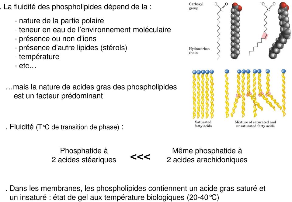 prédominant. Fluidité (T C de transition de phase) : Phosphatide à 2 acides stéariques <<< Même phosphatide à 2 acides arachidoniques.