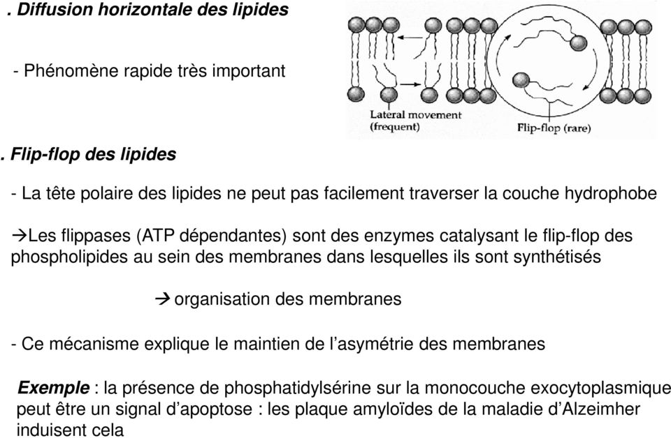 enzymes catalysant le flip-flop des phospholipides au sein des membranes dans lesquelles ils sont synthétisés organisation des membranes - Ce