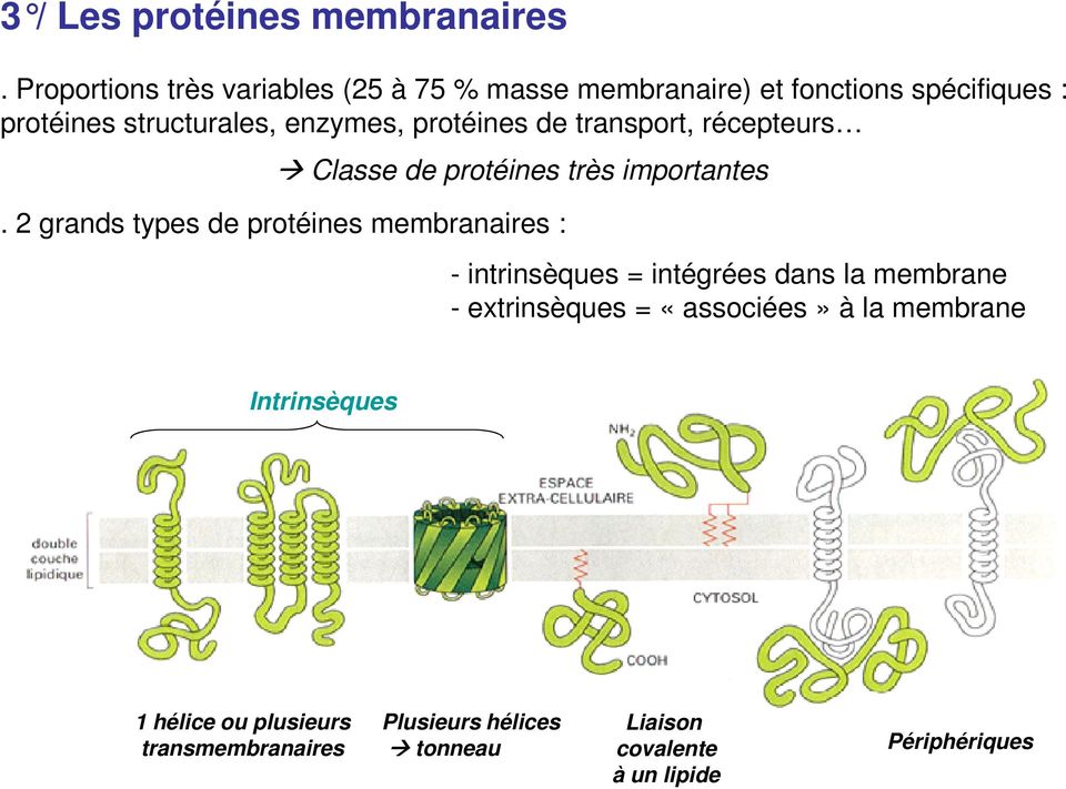 protéines de transport, récepteurs Classe de protéines très importantes.