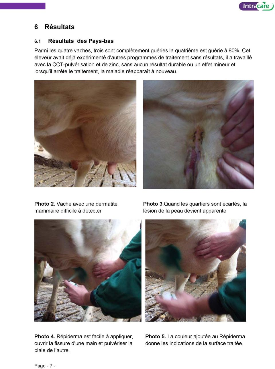 mineur et lorsqu il arrête le traitement, la maladie réapparaît à nouveau. Photo 2. Vache avec une dermatite mammaire difficile à détecter Photo 3.
