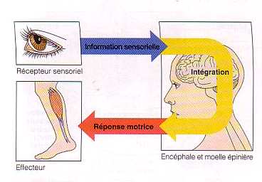 I. Introduction Fonctionnement du Système Nerveux Stimulus