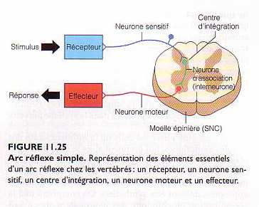 V. Transmission des signaux à travers les groupements neuronaux Groupement neuronal = ensemble de neurones avec