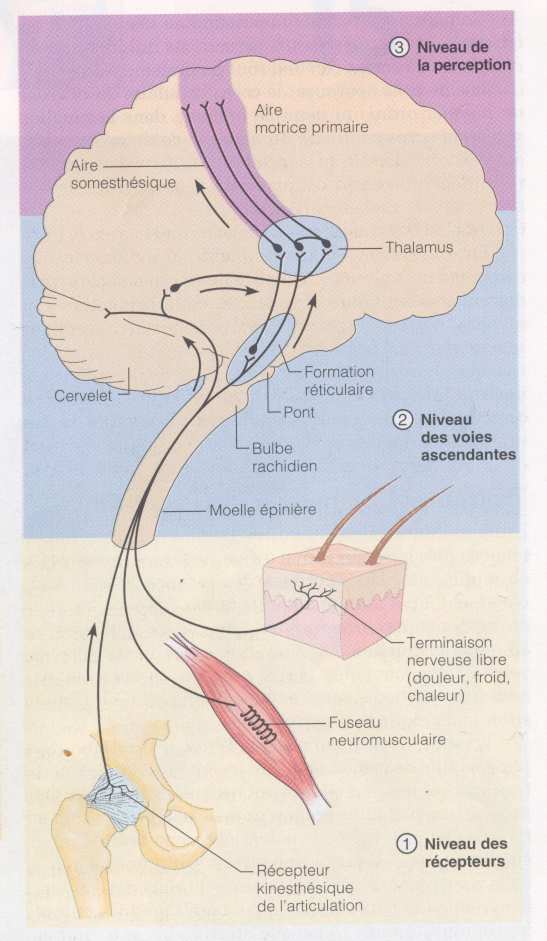 Organisation générale du système somesthésique Les 3 niveaux fondamentaux de l intégration nerveuse sont: 1. le niveau des récepteurs (niveau 1) 2.