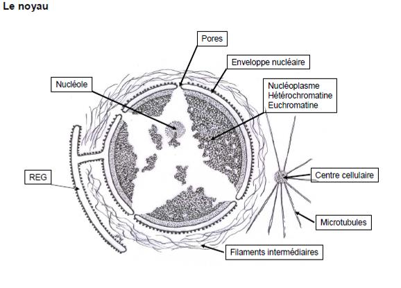 Le centrosome est le centre organisateur des microtubules : - durant l interphase, il assure la polymérisation de la tubuline en microtubules - durant la phase S (synthèse d ADN) du cycle cellulaire,