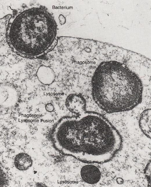 IV-1-4 Les lysosomes Les lysosomes sont de petits organites cytoplasmiques délimités par une membrane biologique (par définition).
