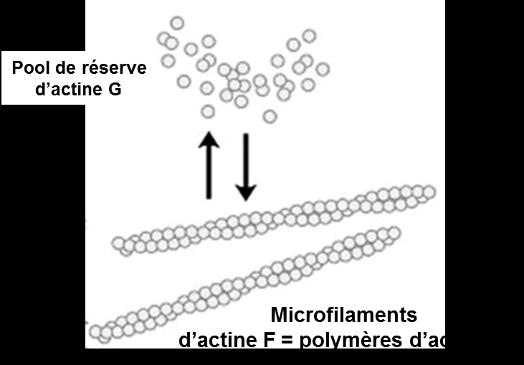IV-1-5 Les peroxysomes Les peroxysomes sont de petits (0,2 à 0,5 µm de diamètre) organites ronds ou ovales délimités par une membrane biologique.